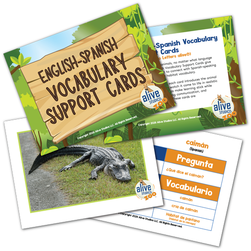 English-Spanish Vocabulary Support Cards